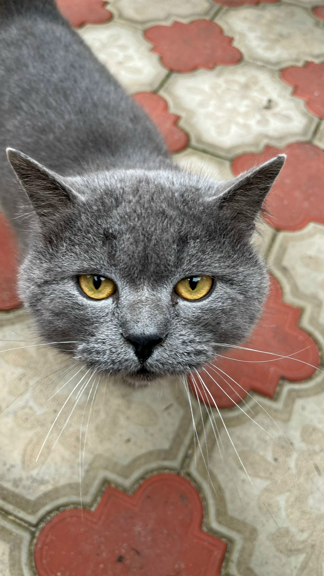 Найдена кошка в Волгограде — фото объявления