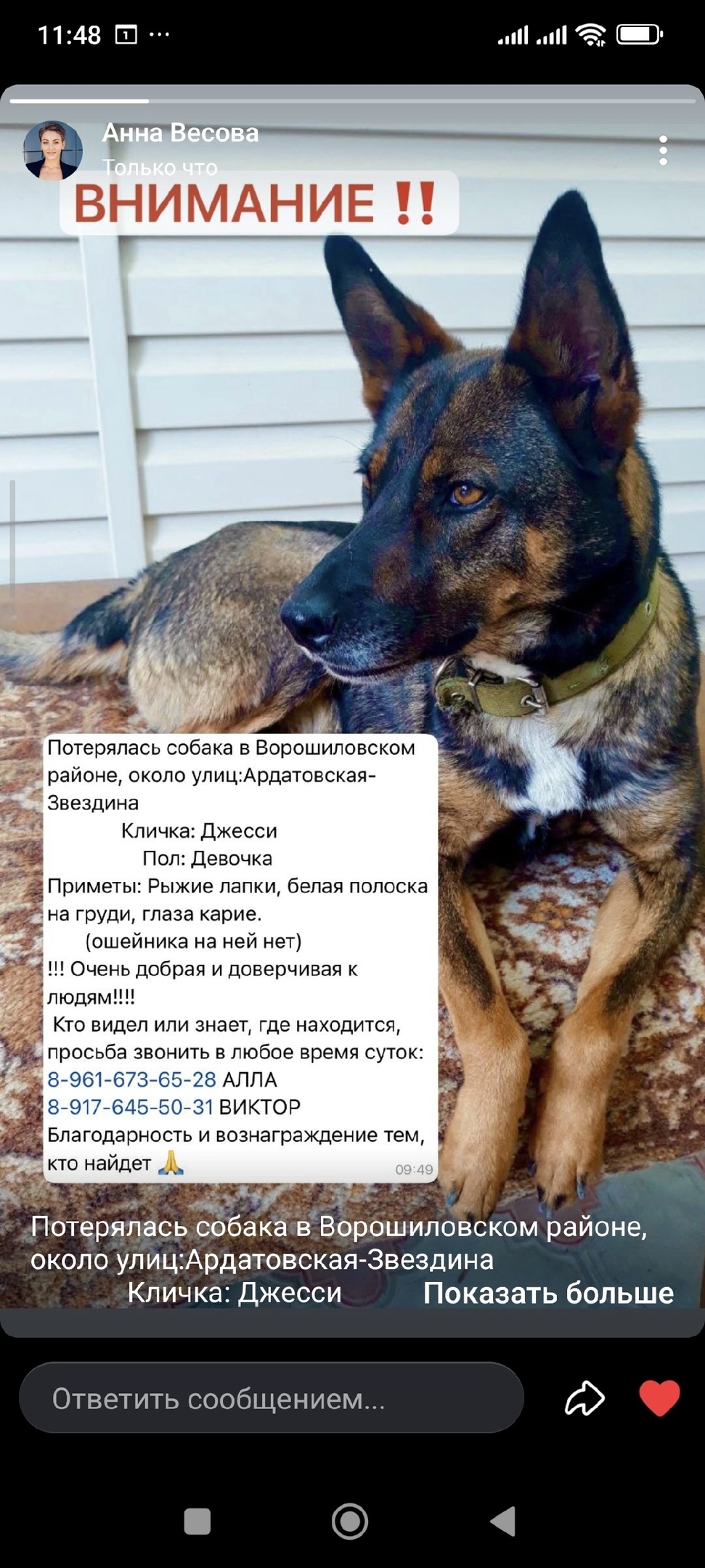 Пропала собака в Волгограде — фото объявления