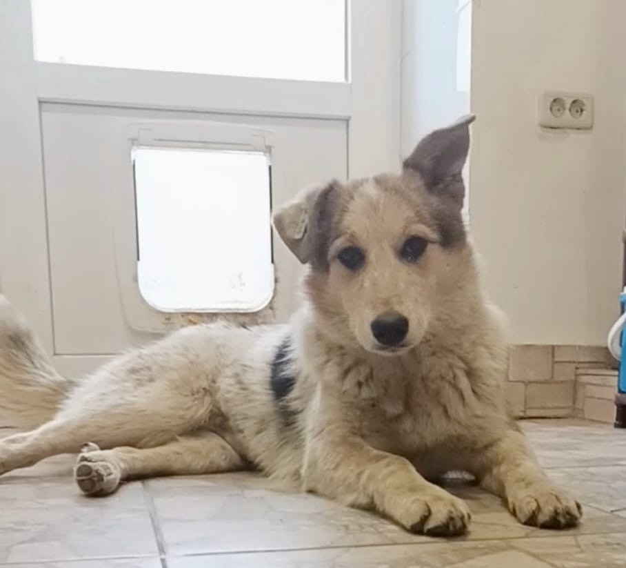 Найдена собака в Волгограде — фото объявления