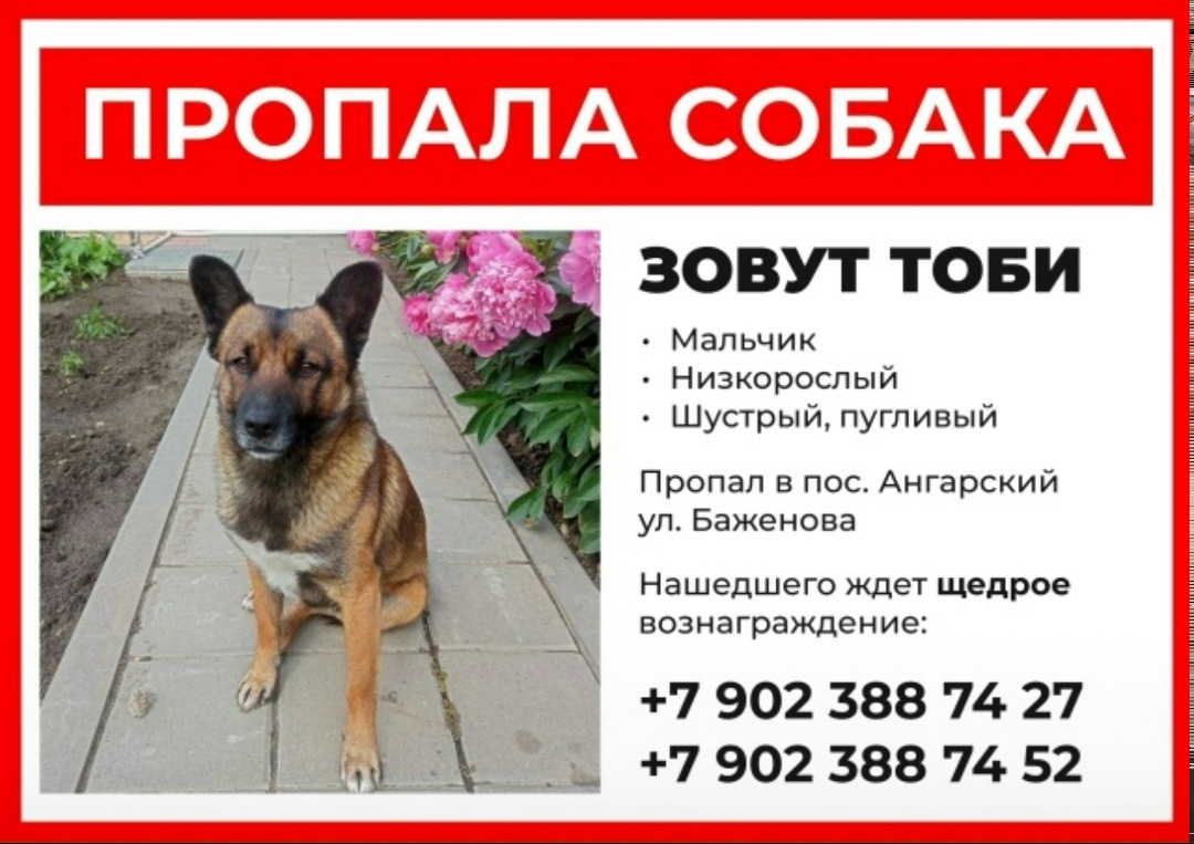Пропала собака в Волгограде — фото объявления