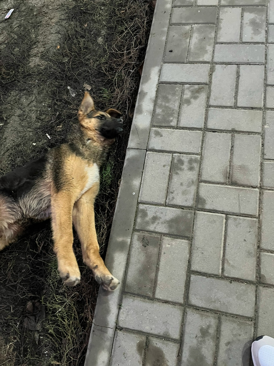 Пропала собака в Волгограде — фото объявления