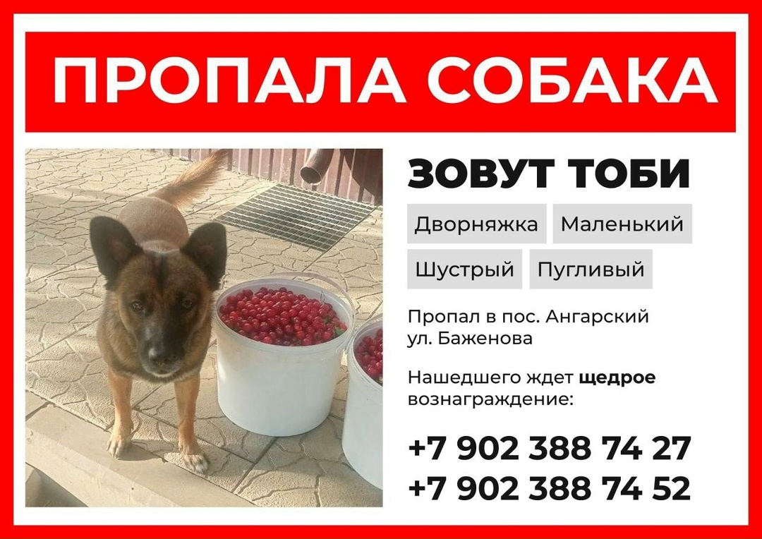 Пропала собака в Волгограде — фото объявления