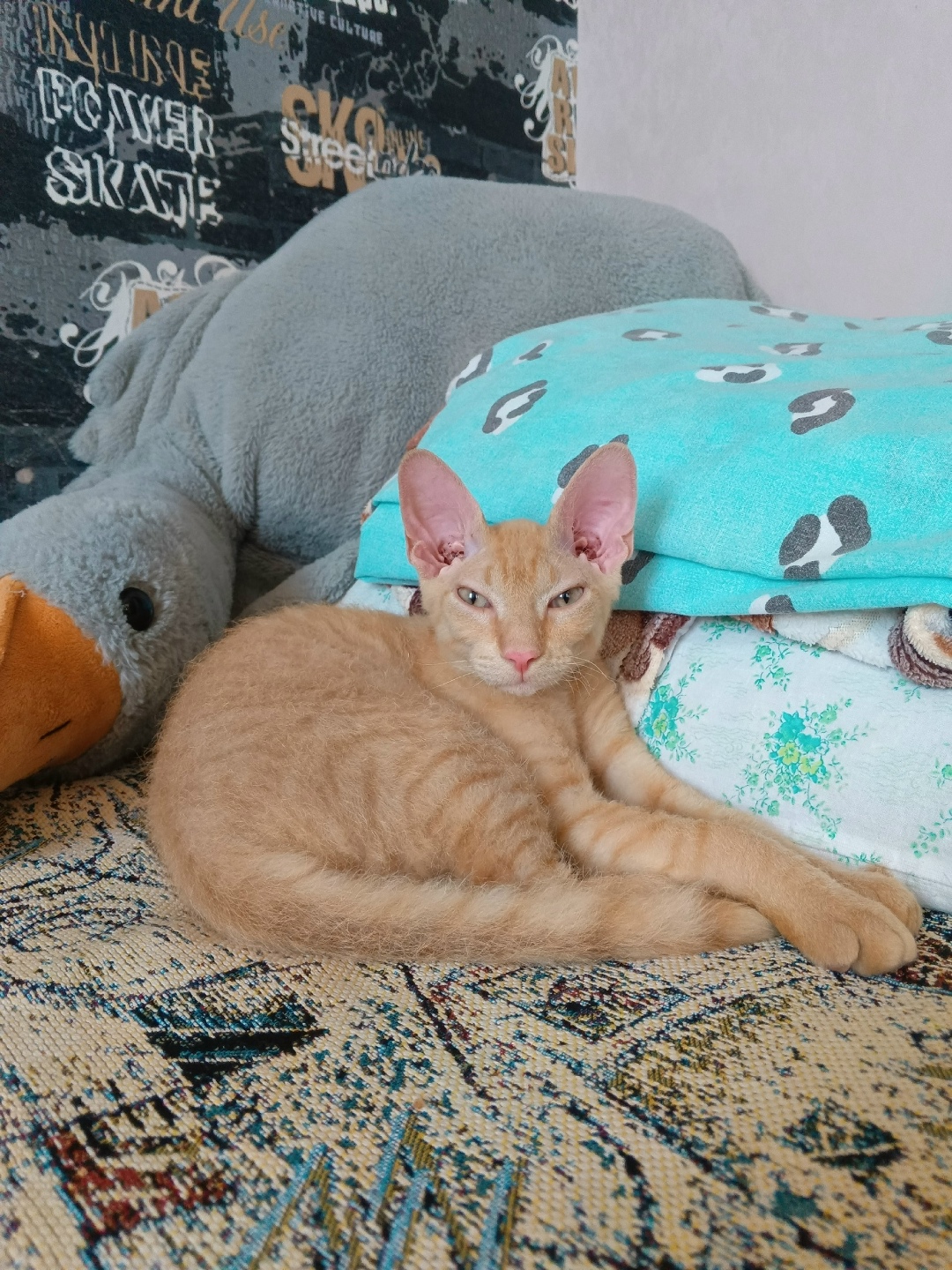 Пропала кошка в Волгограде — фото объявления