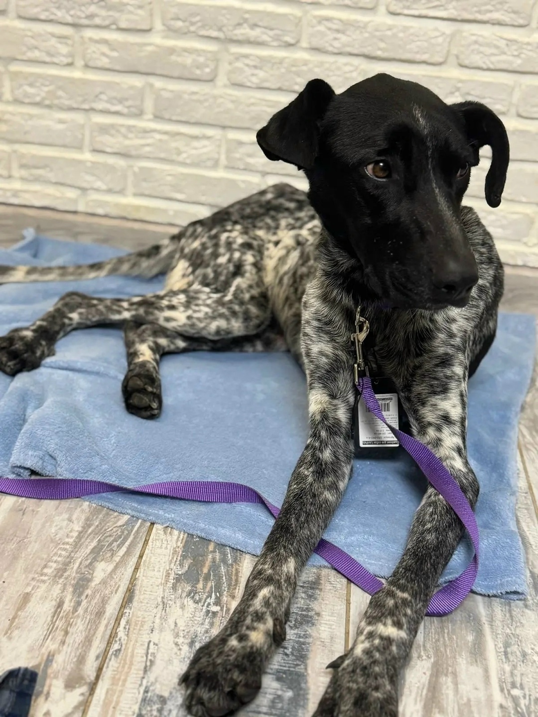 Найдена собака в Волгограде — фото объявления