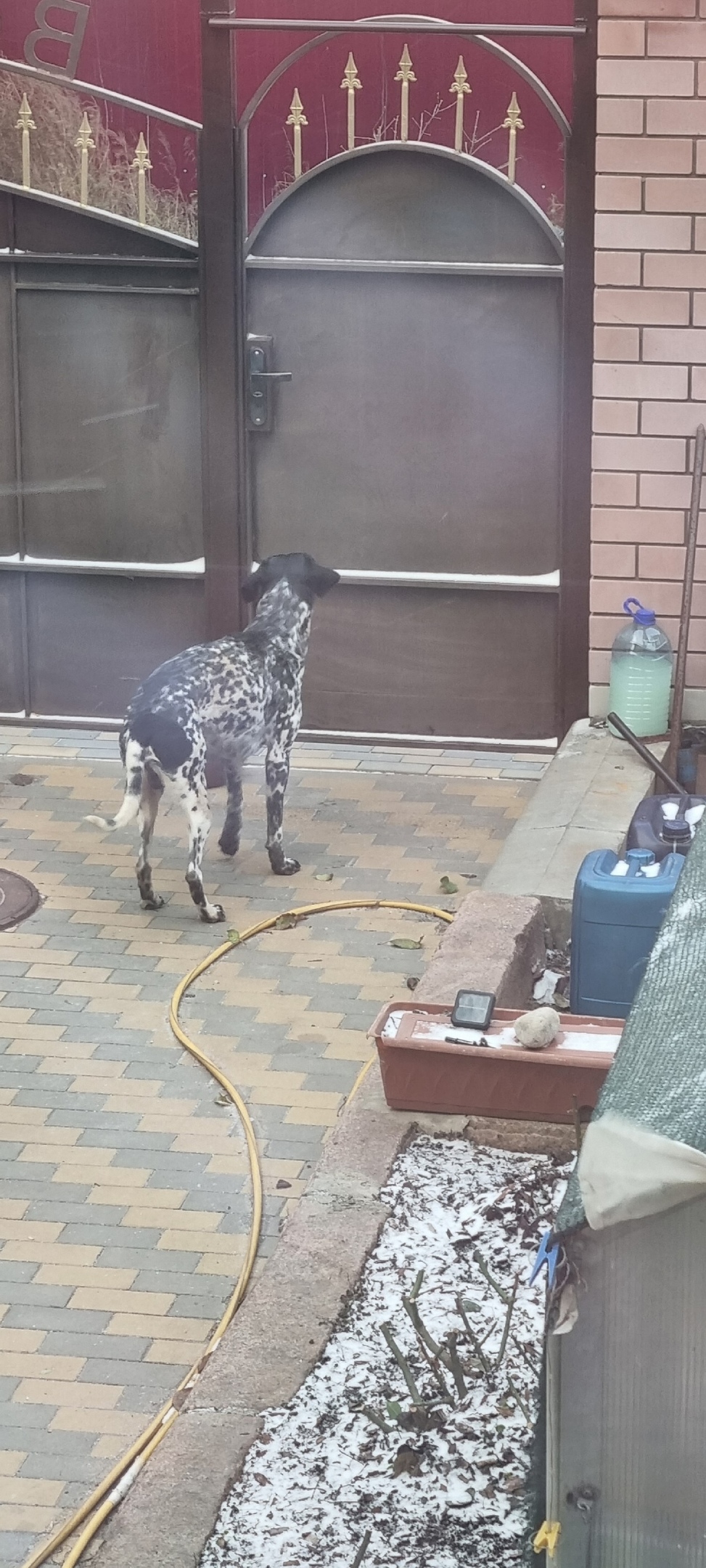 Найдена собака в Волгограде — фото объявления