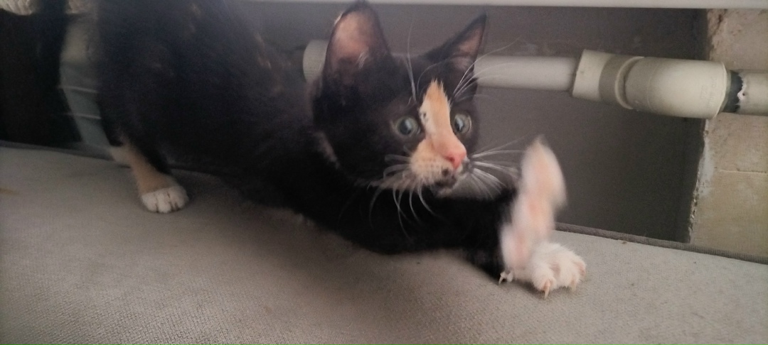 Найдена кошка в Волгограде — фото объявления