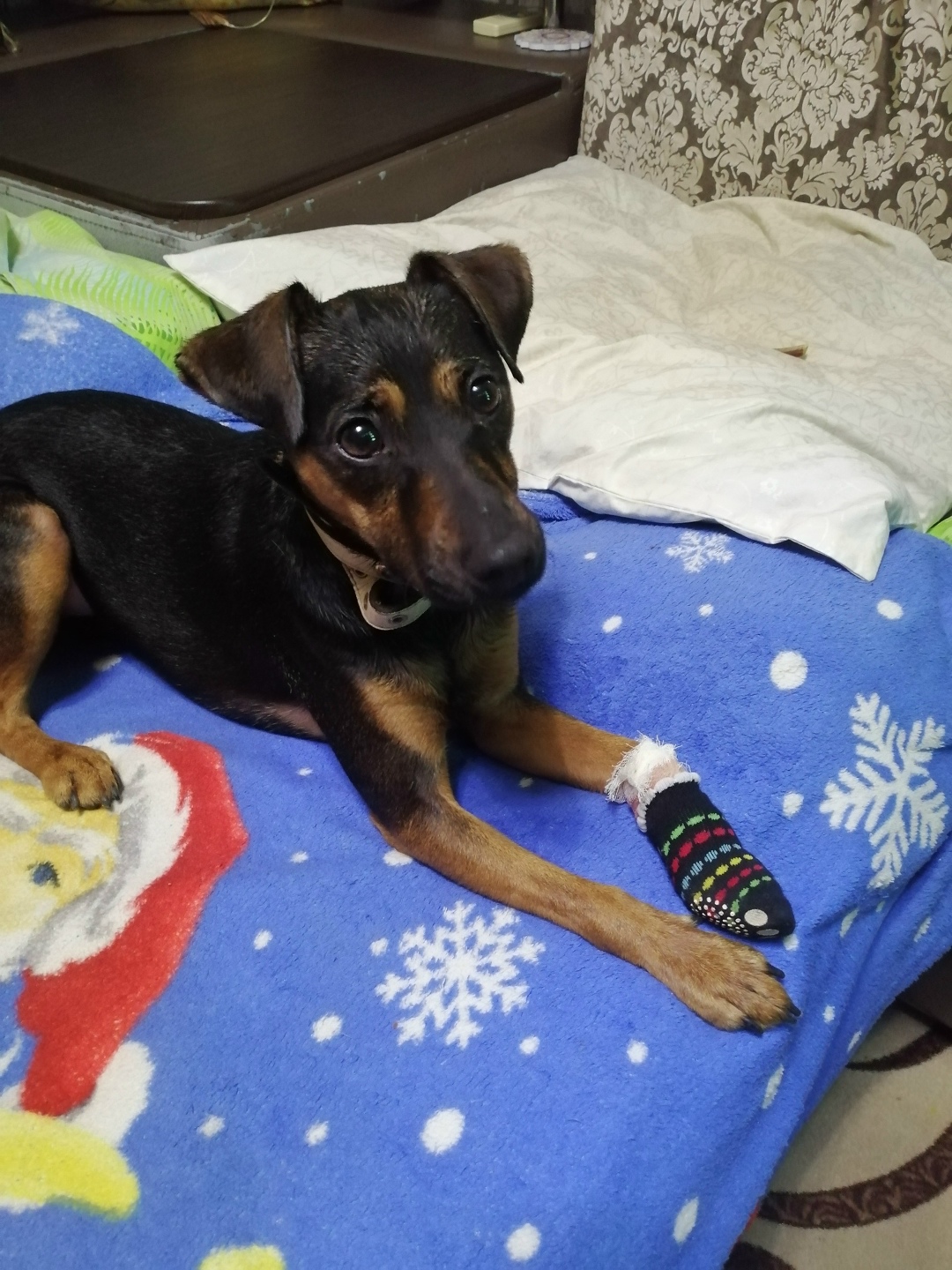 Найдена собака в Волгограде — фото объявления