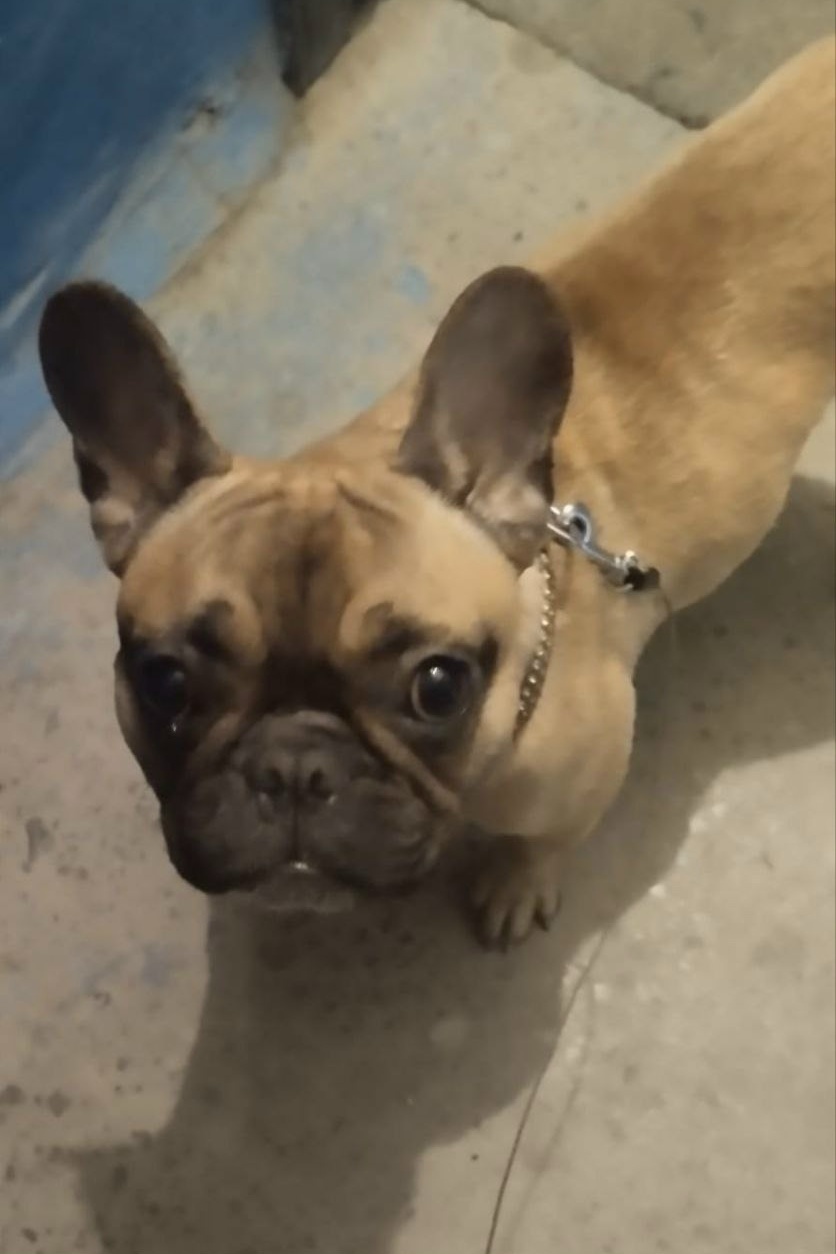 Найдена собака в Волгограде — фото объявления