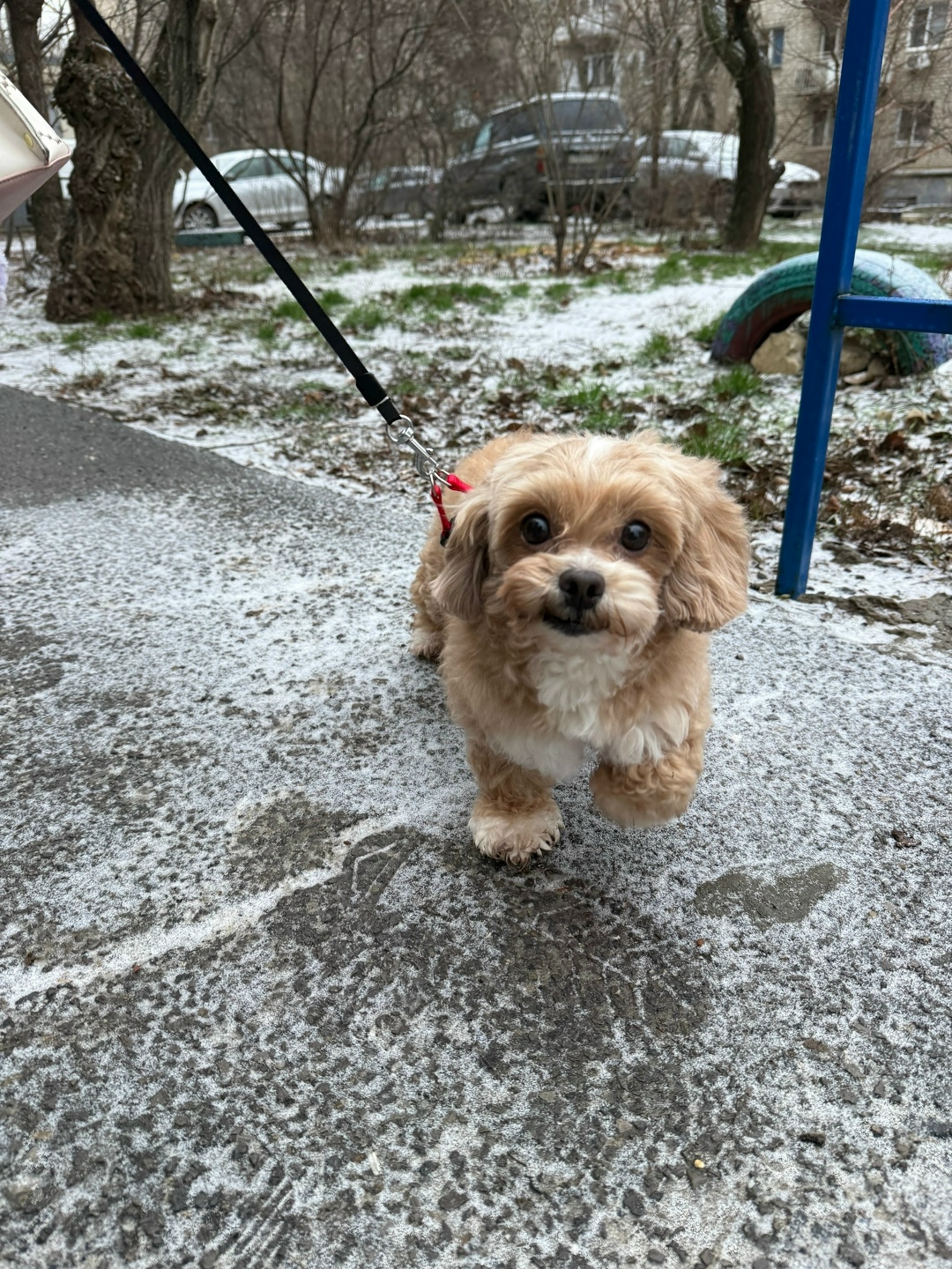 Пропала собака в Волгограде — фото объявления