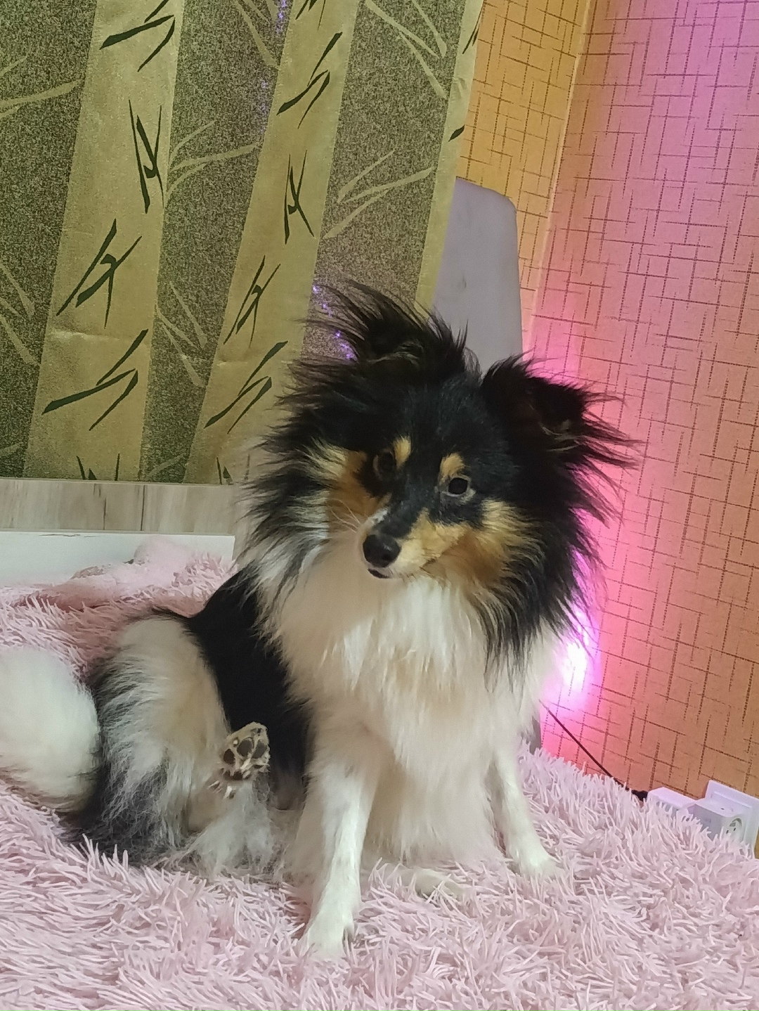 Найдена собака в Волгограде — фото объявления