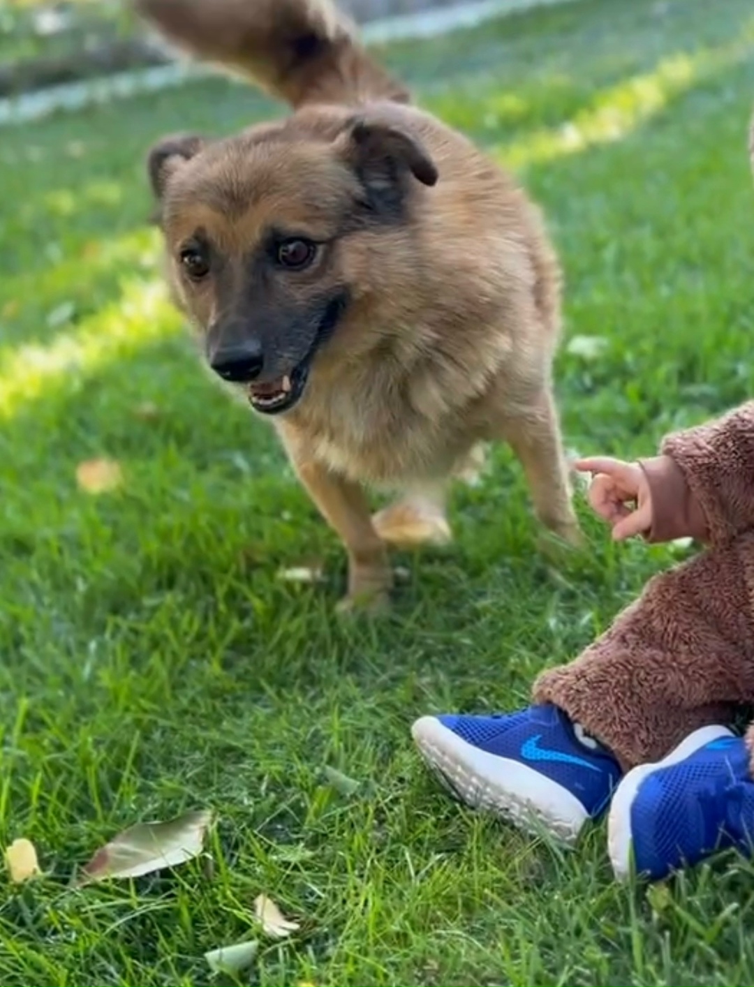 Пропала собака в Волгограде — фото объявления