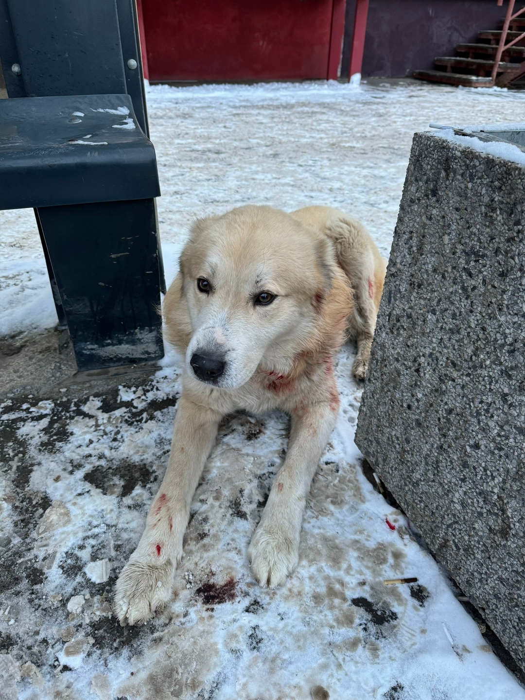 Пропала собака в Волгограде — фото объявления