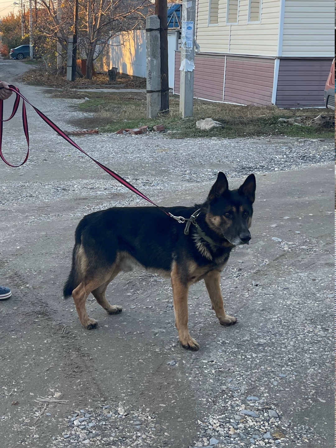Пропала собака в Волгограде — фото объявления