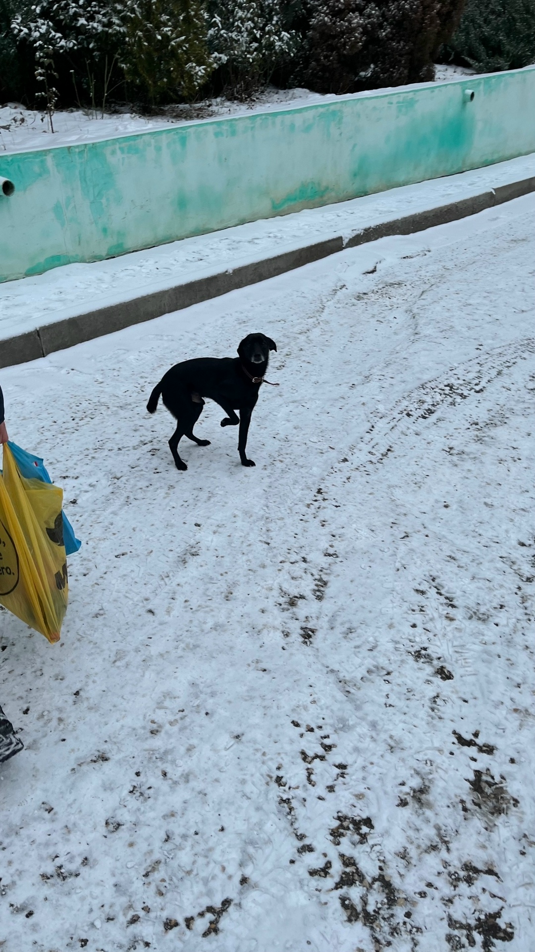 Пропала собака в Волгограде — фото объявления