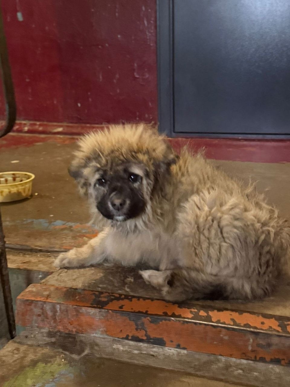 Найдена собака в Волгограде — фото объявления