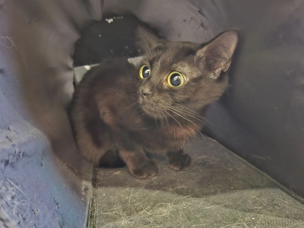 Найдена кошка в Волгограде — фото объявления