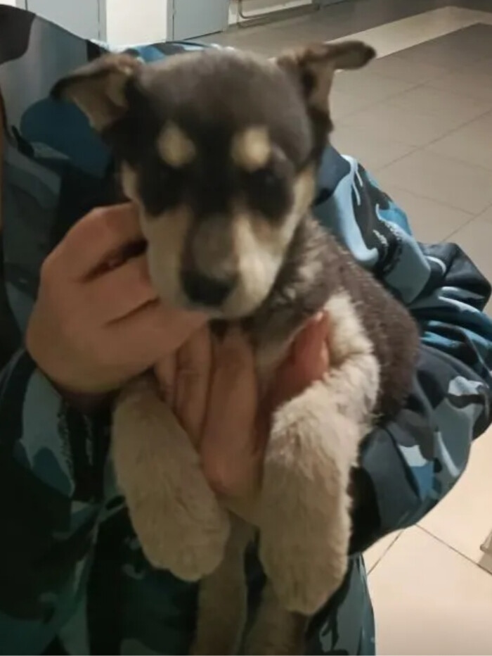 Пропала собака в Волгограде — фото объявления