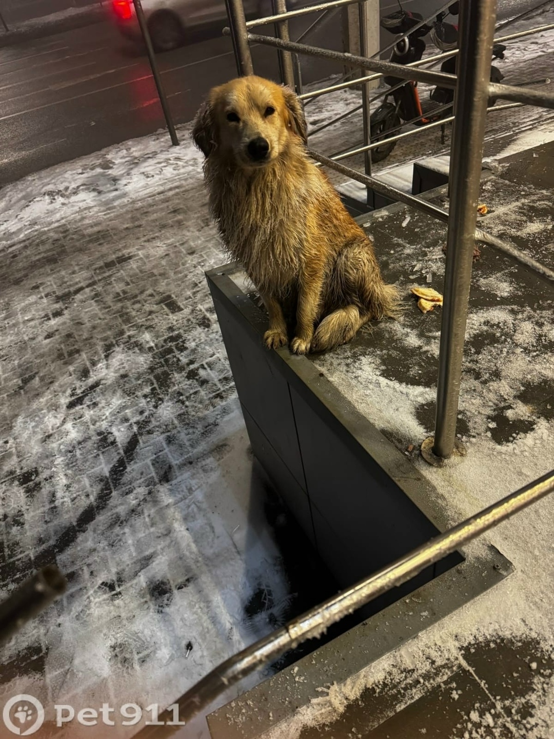 Найдена собака в Волгограде — фото объявления