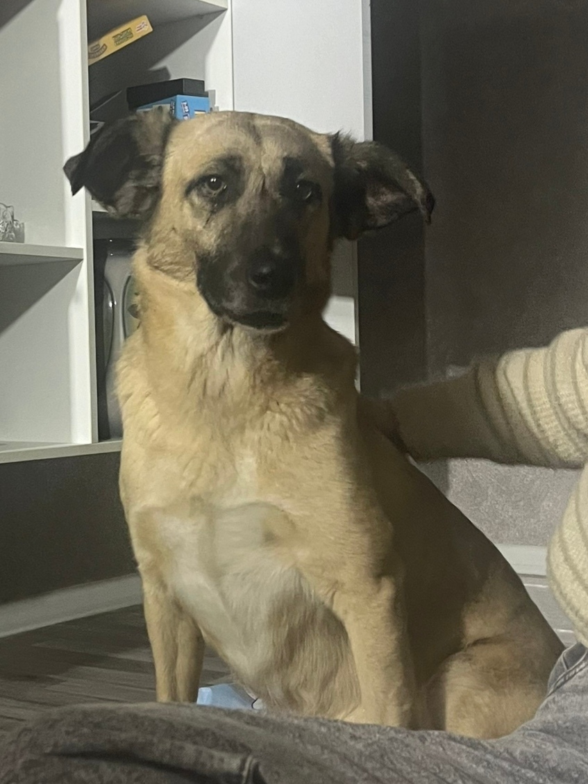 Пропала собака в Волгограде — фото объявления