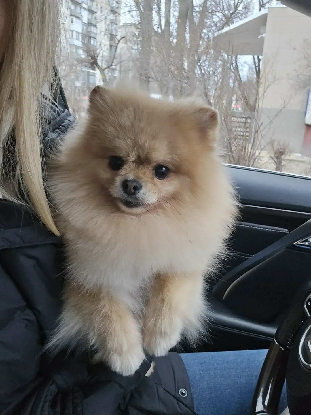 Пропала собака в Волгограде — фото объявления