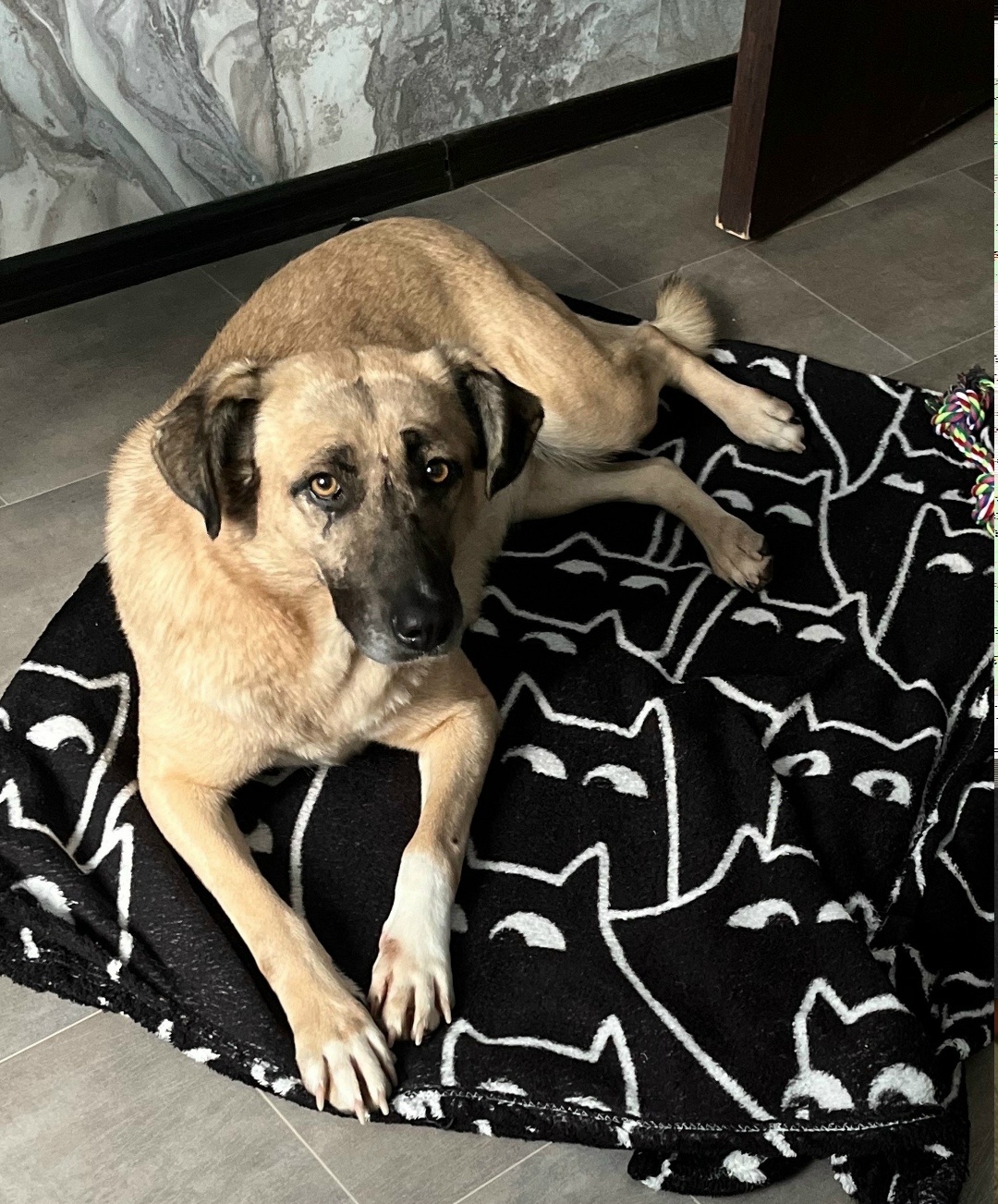 Пропала собака в Волгограде — фото объявления