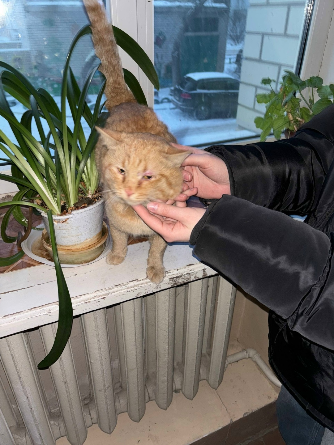 Найдена кошка в Волгограде — фото объявления