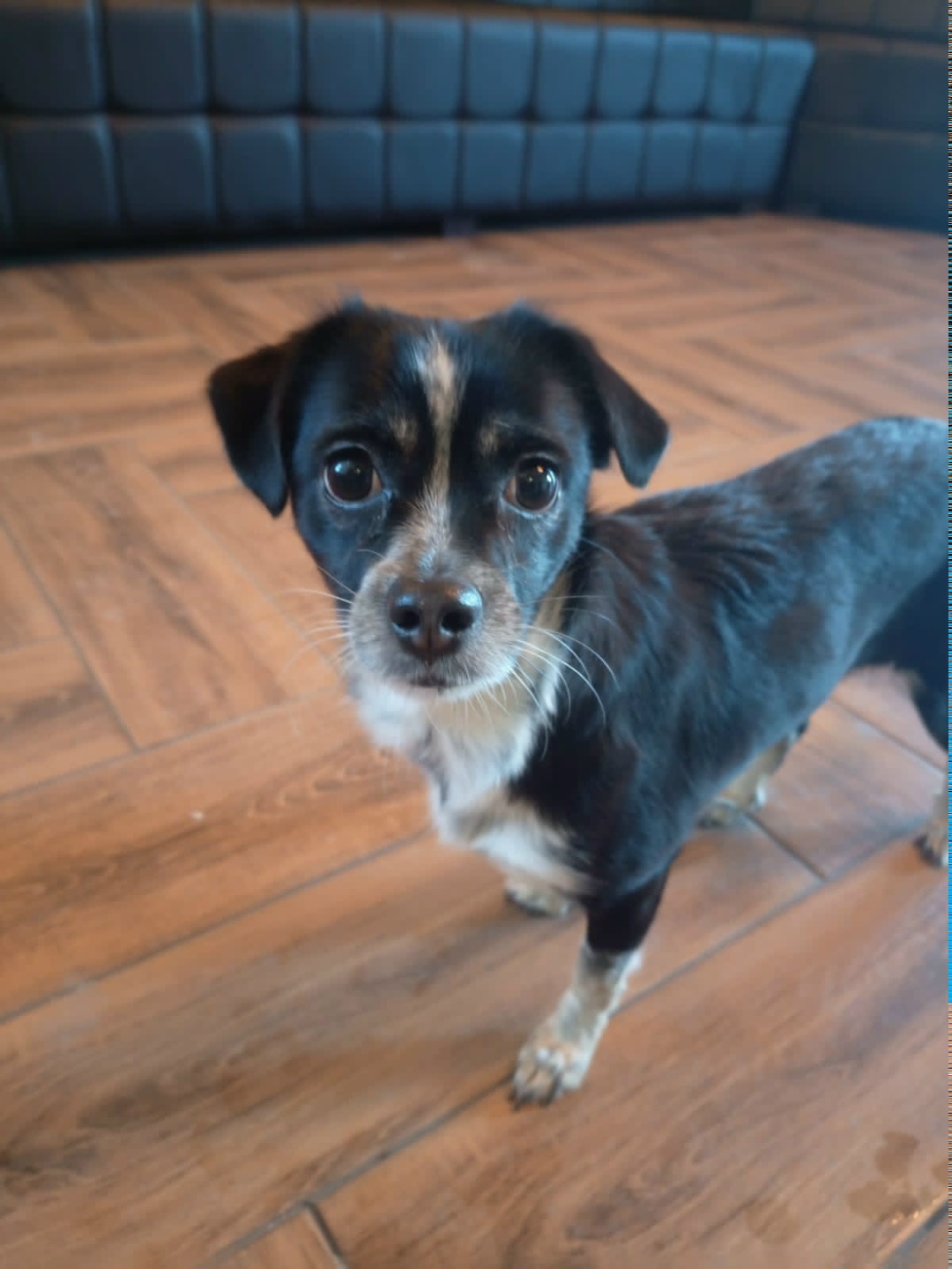 Найдена собака в Волгограде — фото объявления