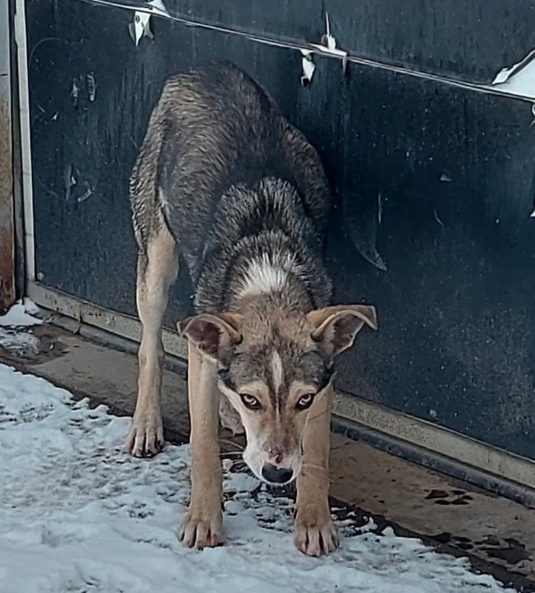 Найдена собака в Волгограде — фото объявления