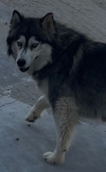 Пропала собака в Волгограде — фото объявления