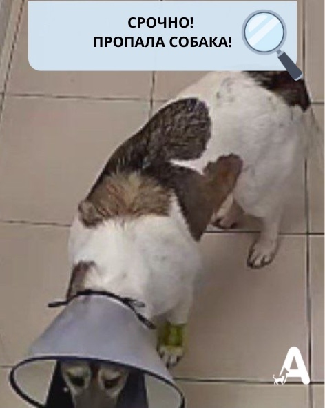 Пропала собака в Волгограде — фото объявления