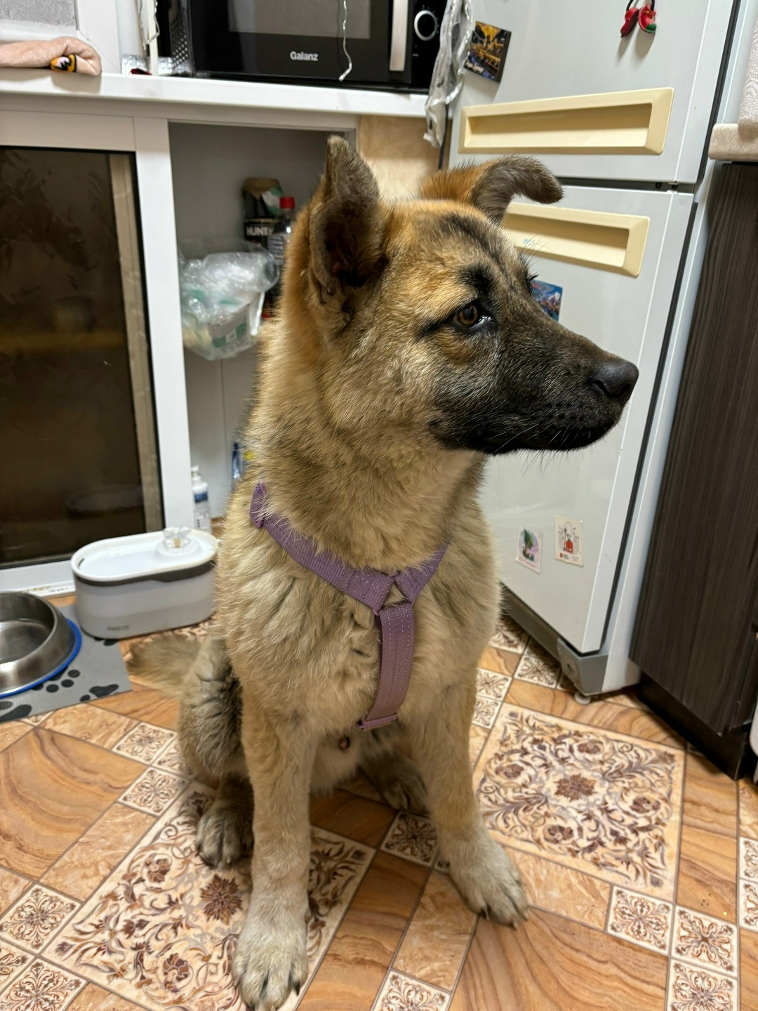 Найдена собака в Волгограде — фото объявления