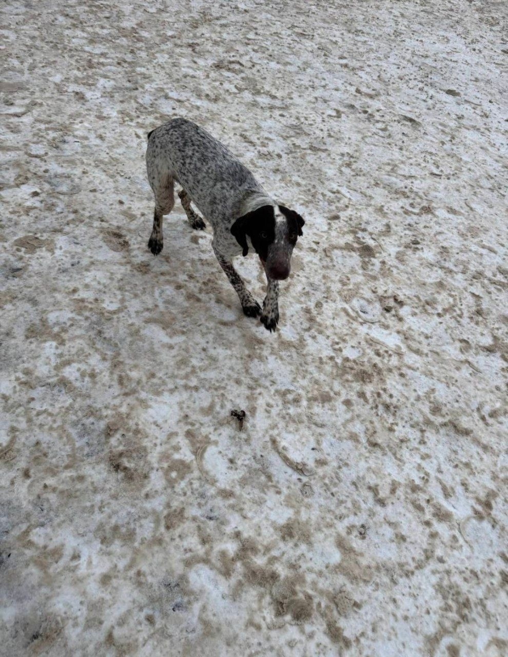 Найдена собака в Волгограде — фото объявления