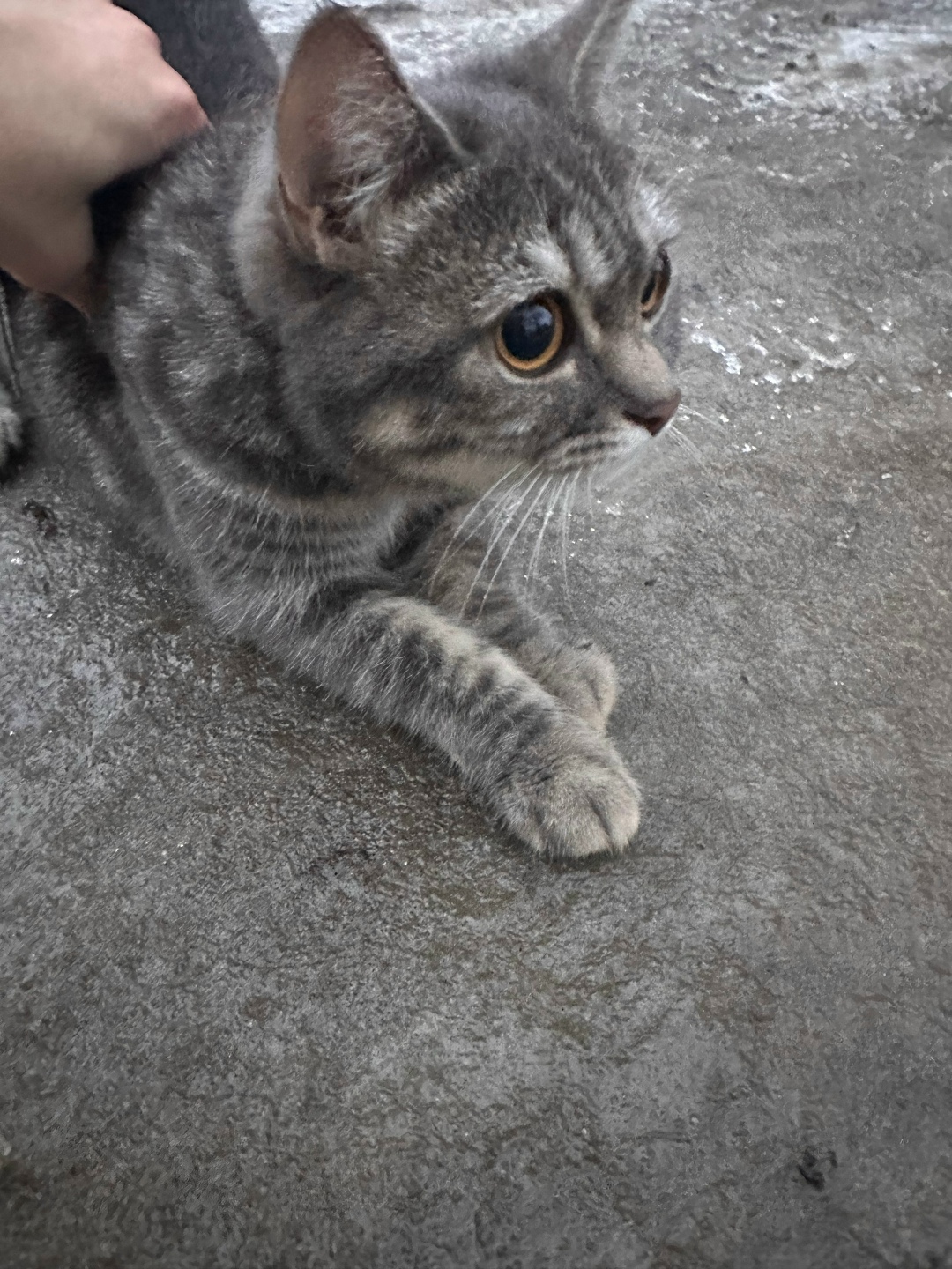 Найдена кошка в Волгограде — фото объявления