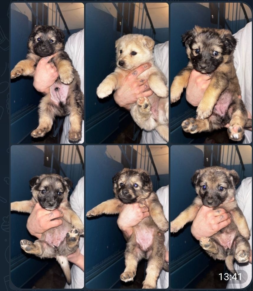 Найдена собака в Волгограде — фото объявления