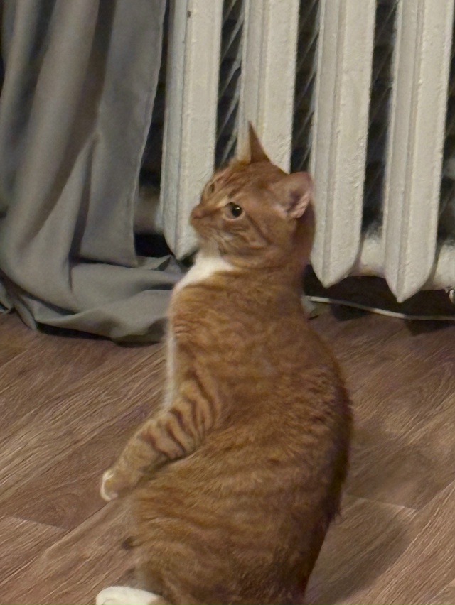 Пропала кошка в Волгограде — фото объявления