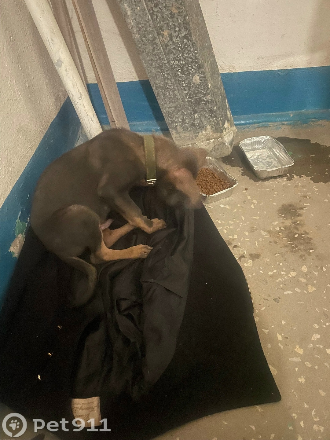 Найдена собака в Волгограде — фото объявления