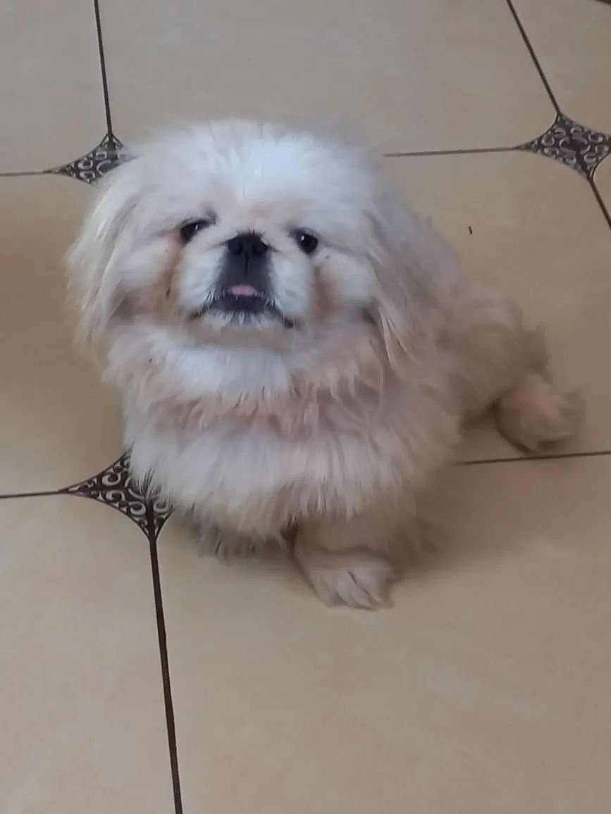 Найдена собака в Волгограде — фото объявления