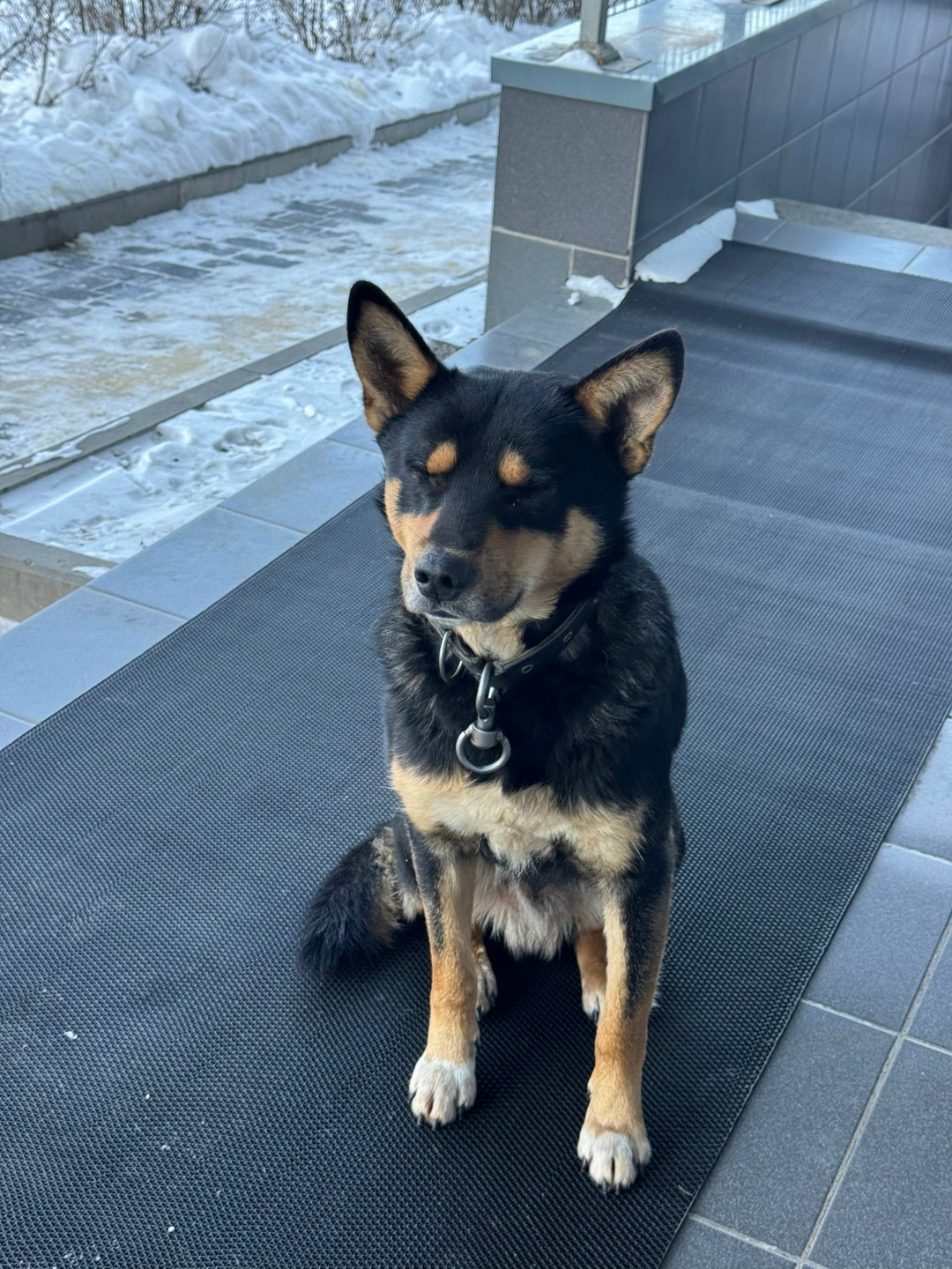 Пропала собака в Волгограде — фото объявления