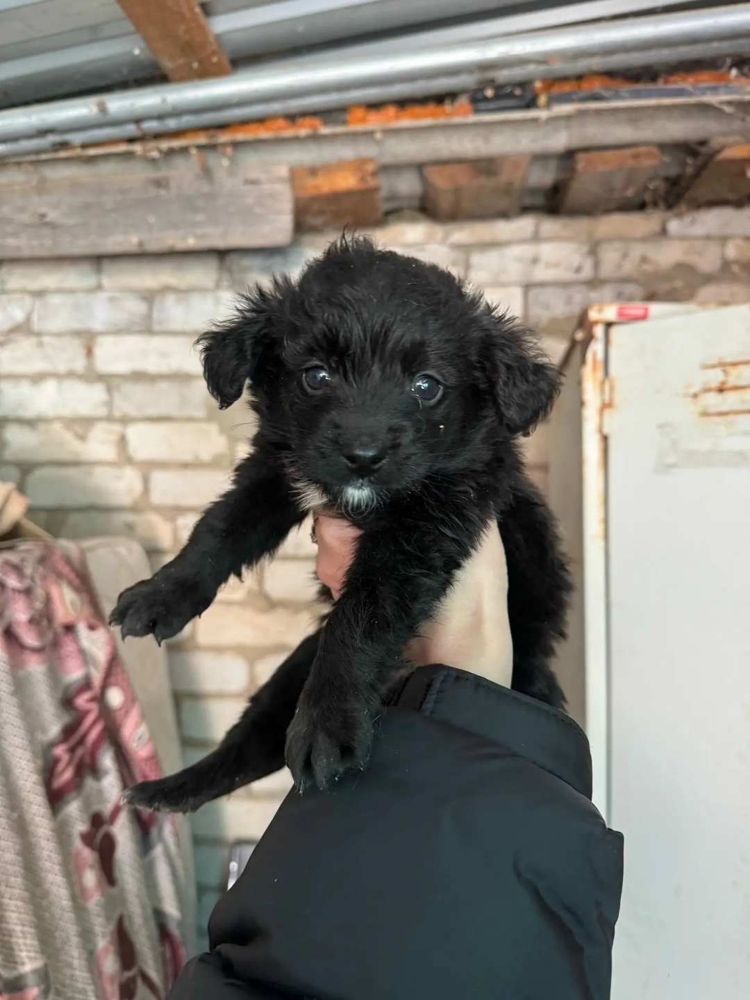 Найдена собака в Волгограде — фото объявления
