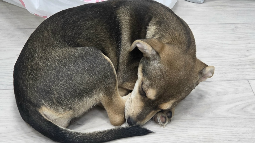 Найдена собака в Волгограде — фото объявления