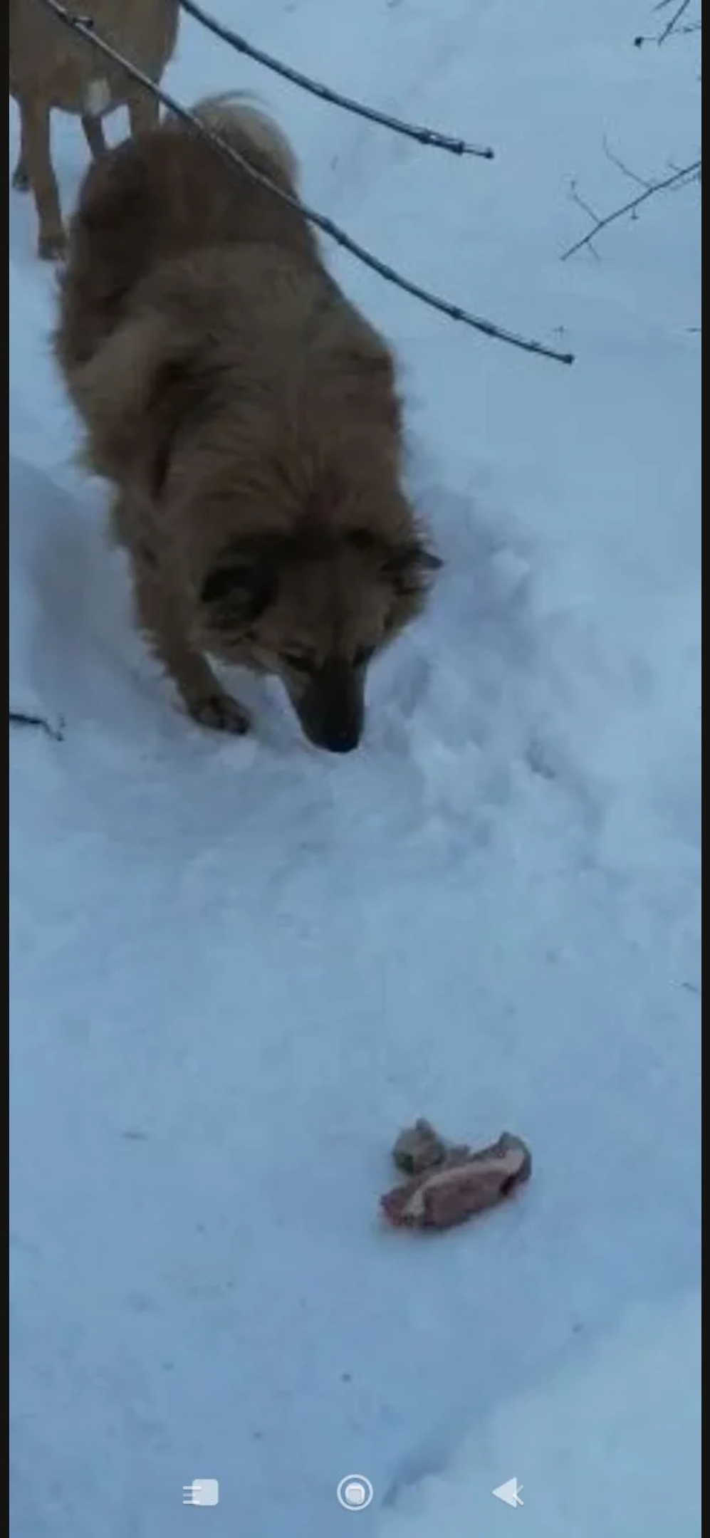 Пропала собака в Волгограде — фото объявления