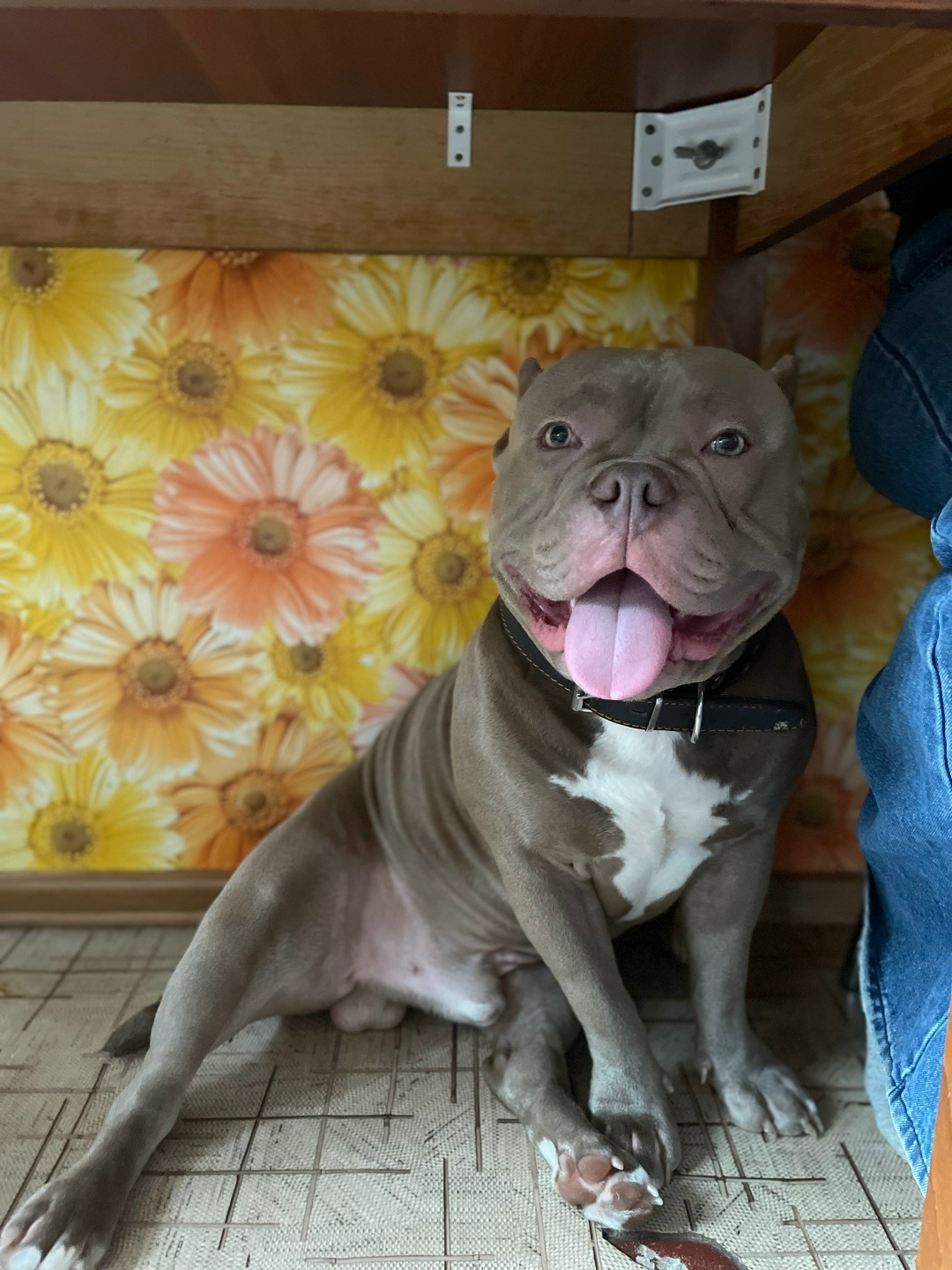 Пропала собака в Волгограде — фото объявления