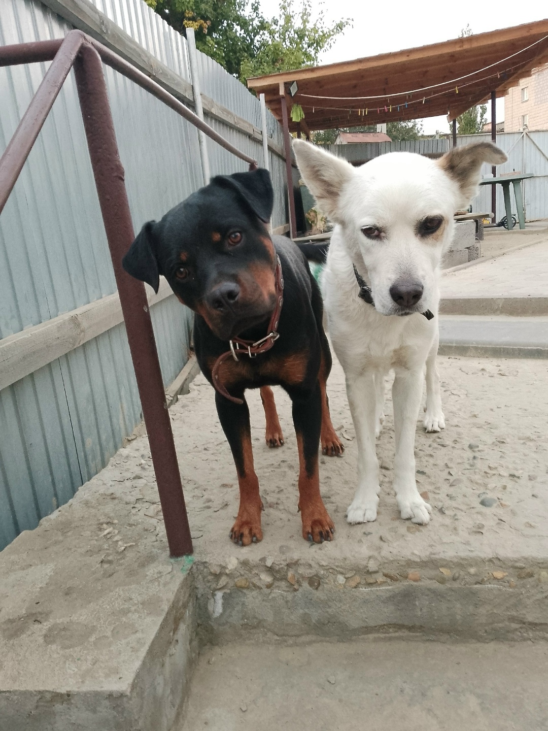 Пропала собака в Волгограде — фото объявления