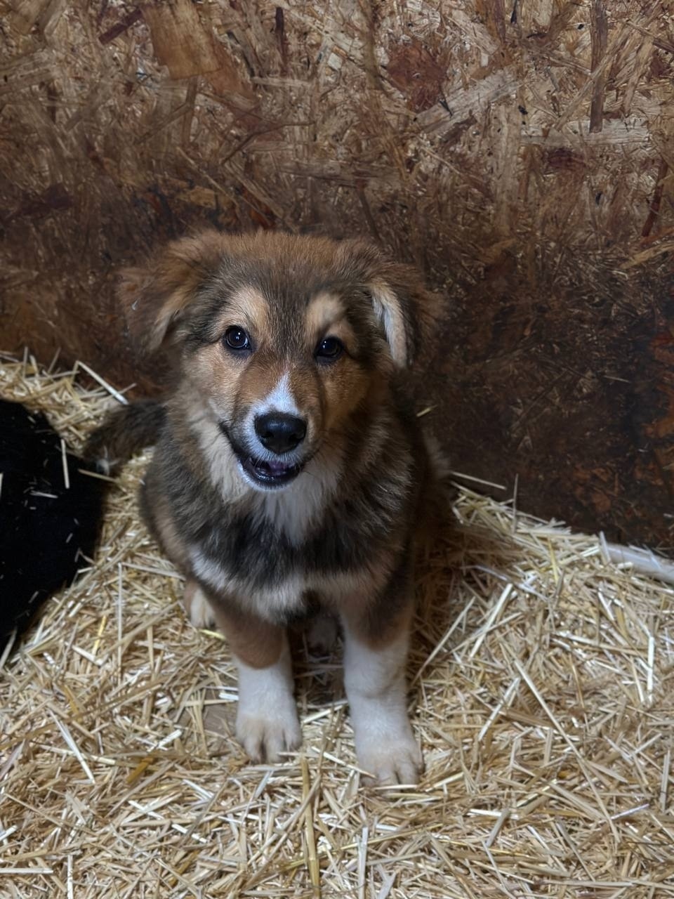 Найдена собака в Волгограде — фото объявления