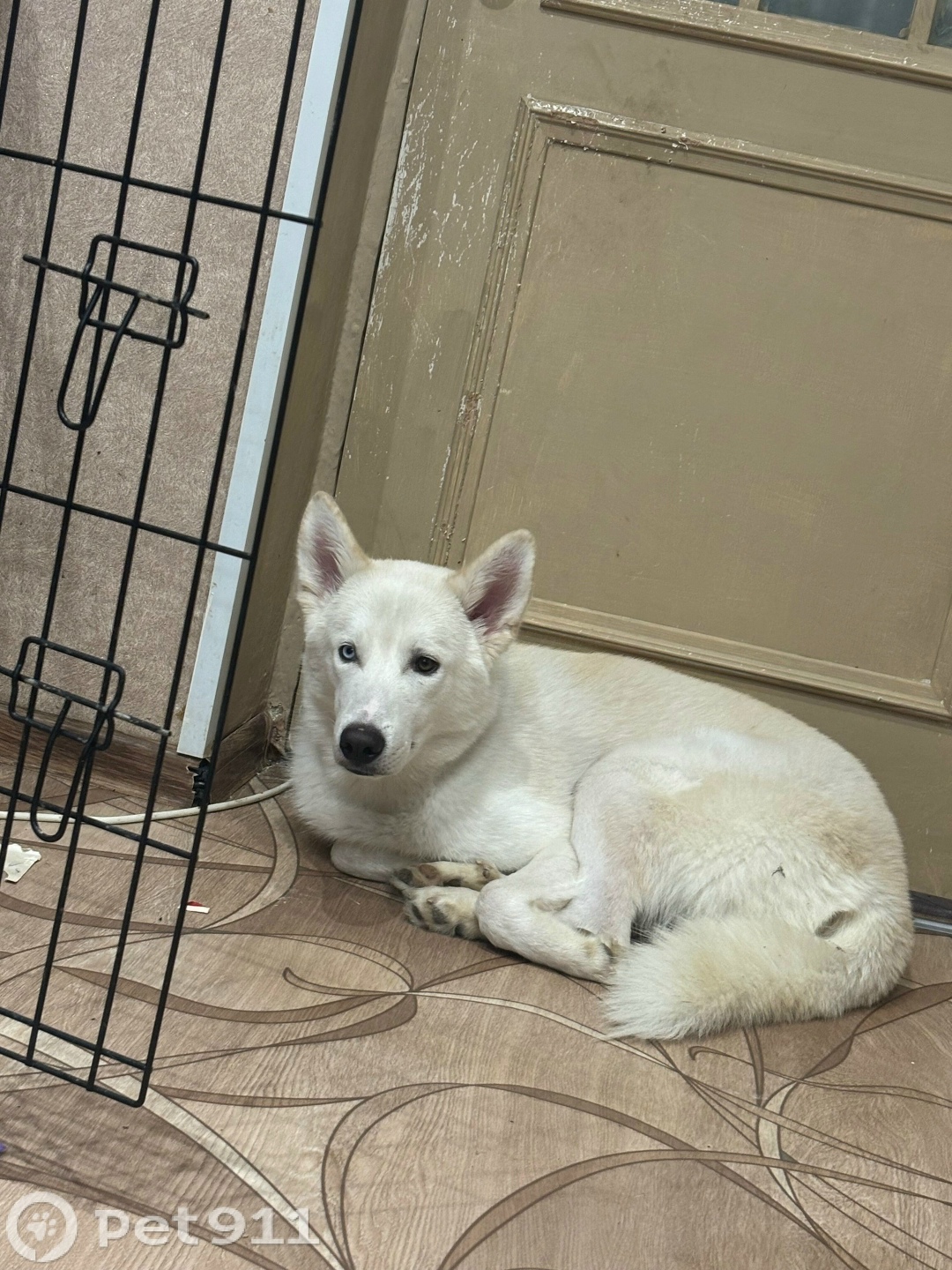 Пропала собака в Волгограде — фото объявления