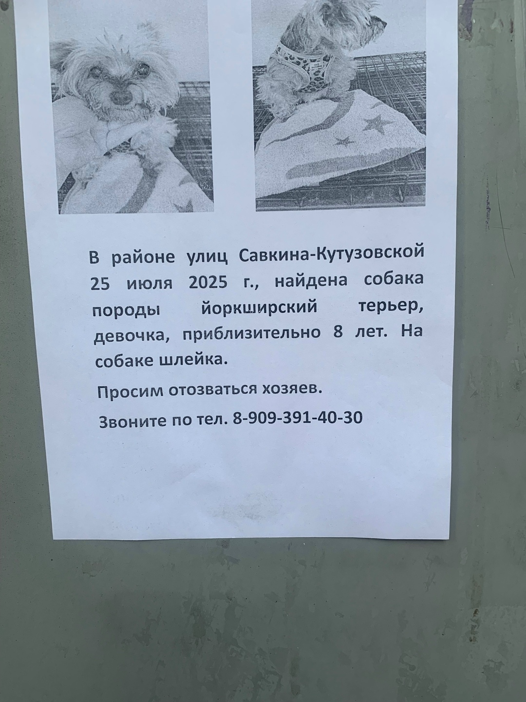 Найдена собака в Волгограде — фото объявления