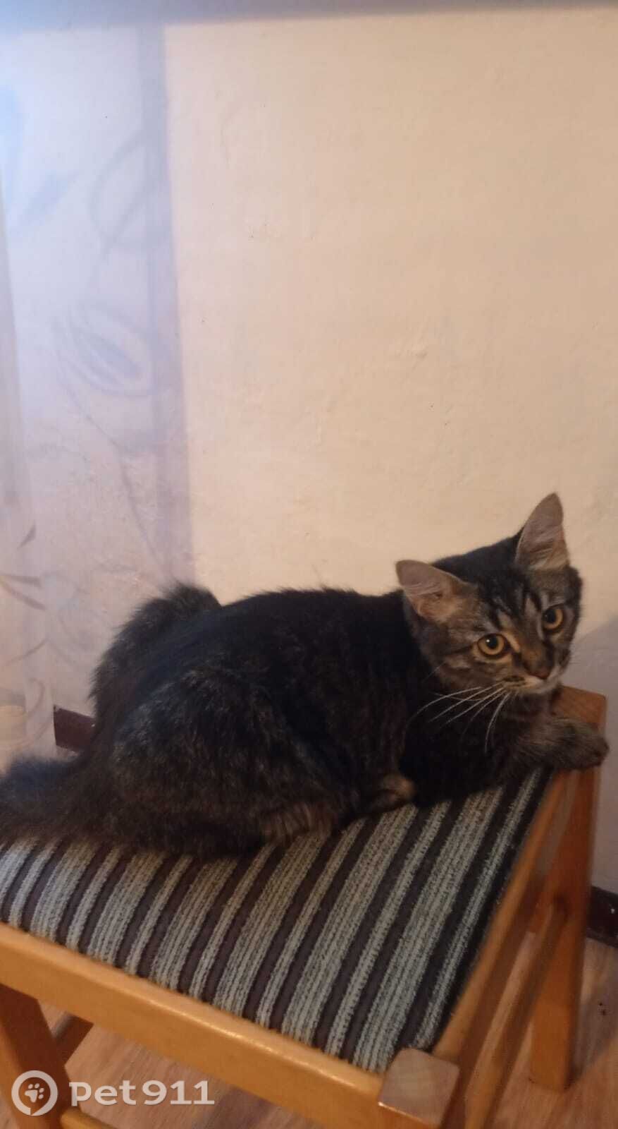 Пропала кошка в Волгограде — фото объявления