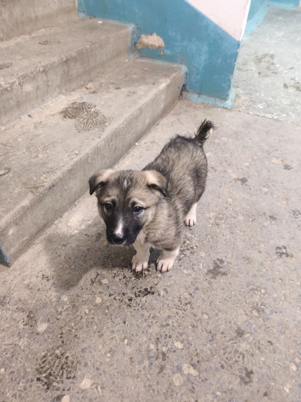 Найдена собака в Волгограде — фото объявления