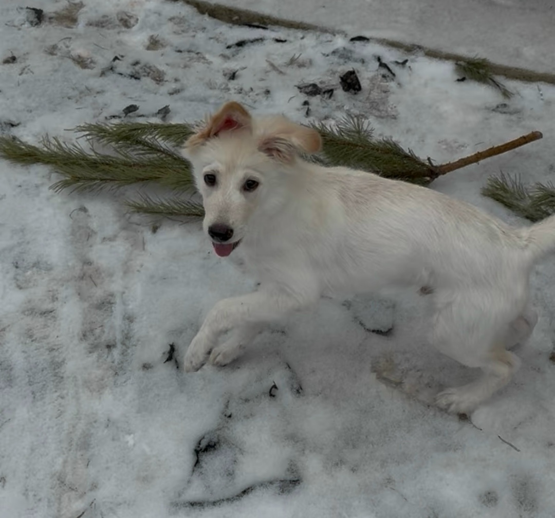Пропала собака в Волгограде — фото объявления