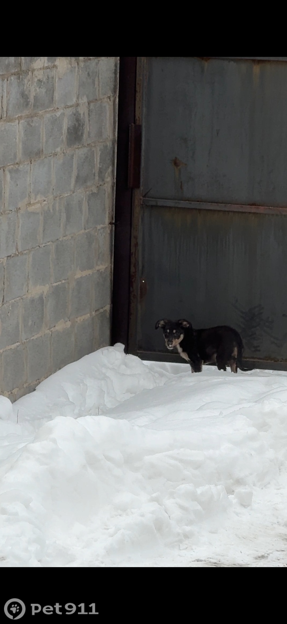 Найдена собака в Волгограде — фото объявления